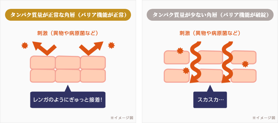 タンパク質量が正常な角層とタンパク質量が少ない角層