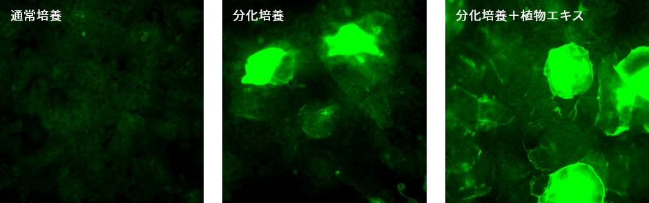 100種類近くのエキスの中からたんぱく質の発現を増やす植物エキスを特定