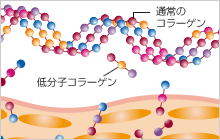 コラーゲンと低分子コラーゲンの違い